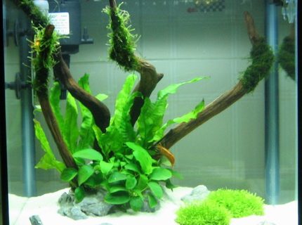 9 gallons planted tank (mostly live plants and fish) - 9Gal/35L Hidden Oasis! 9 gallons planted tank (mostly live plants and fish) - 9Gal/35L Hidden Oasis!