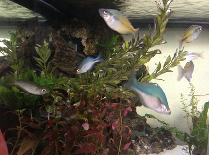50 gallons planted tank (mostly live plants and fish) - Rainbows 50 gallons planted tank (mostly live plants and fish) - Rainbows