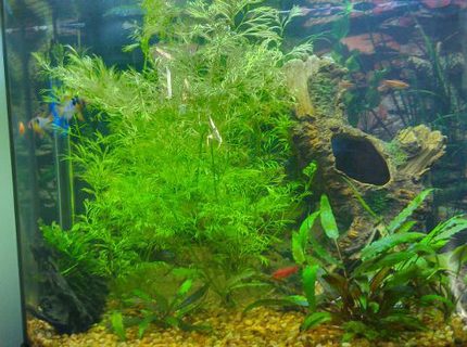 26 gallons planted tank (mostly live plants and fish) - Plants: Jave fern, water sprite and
crypts
Fish: Millennium rainbow Fish, 3 blue rams,
8 cherry barbs, 1 african butterfly
fish, 1 driftwood, 1 fake tree
stump
26 gallon bow front 26 gallons planted tank (mostly live plants and fish) - Plants: Jave fern, water sprite and
crypts
Fish: Millennium rainbow Fish, 3 blue rams,
8 cherry barbs, 1 african butterfly
fish, 1 driftwood, 1 fake tree
stump
26 gallon bow front
