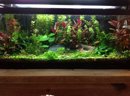 20 gallons planted tank (mostly live plants and fish) - as of 3-25-2013 20 gallons planted tank (mostly live plants and fish) - as of 3-25-2013