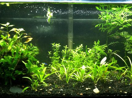 20 gallons planted tank (mostly live plants and fish) - 20 Gallon Planted tank. Low Tech tank. Scape # 2 20 gallons planted tank (mostly live plants and fish) - 20 Gallon Planted tank. Low Tech tank. Scape # 2