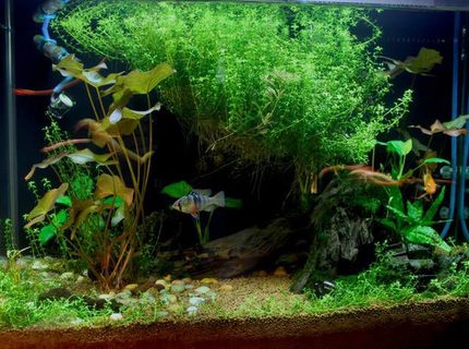 20 gallons planted tank (mostly live plants and fish) - Planted! 20 gallons planted tank (mostly live plants and fish) - Planted!