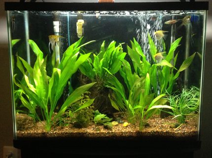 37 gallons planted tank (mostly live plants and fish) - 37 gallon beginner planted tank 37 gallons planted tank (mostly live plants and fish) - 37 gallon beginner planted tank