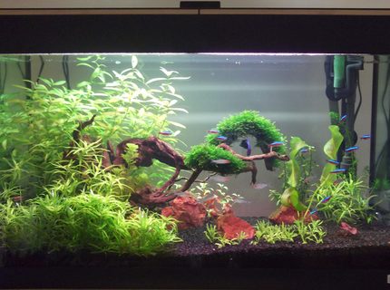 33 gallons planted tank (mostly live plants and fish) - 1st Planted Tank. Up and Running For 2 months. 33 gallons planted tank (mostly live plants and fish) - 1st Planted Tank. Up and Running For 2 months.