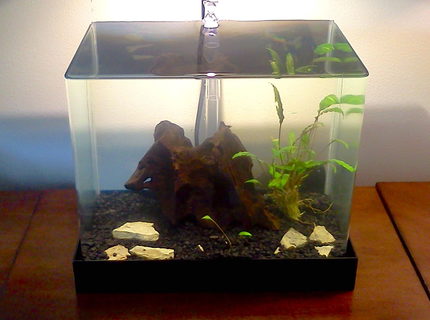 5 gallons planted tank (mostly live plants and fish) 5 gallons planted tank (mostly live plants and fish)