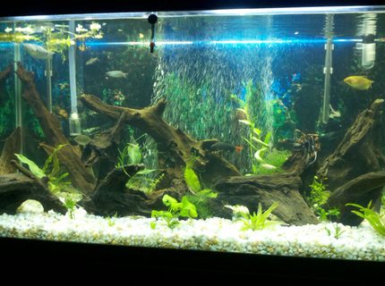 110 gallons planted tank (mostly live plants and fish) - My 110 gal. A couple month's back after going all natural 110 gallons planted tank (mostly live plants and fish) - My 110 gal. A couple month's back after going all natural