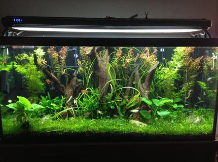 90 gallons planted tank (mostly live plants and fish) - This is a cleaner version of my previous pic! 90 gallons planted tank (mostly live plants and fish) - This is a cleaner version of my previous pic!
