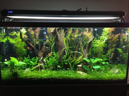 Rated #10: 90 Gallons Planted Tank - This is a cleaner version of my previous pic! Rated #10: 90 Gallons Planted Tank - This is a cleaner version of my previous pic!