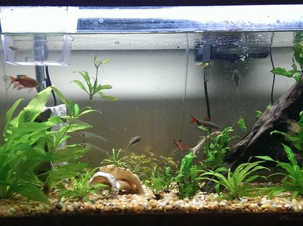 35 gallons planted tank (mostly live plants and fish) - Still a beginner but the tank currently contains amazon swords, java fern, and some water sprites. Also the water level isn't usually that low but it just happened to be when I took this photo. 35 gallons planted tank (mostly live plants and fish) - Still a beginner but the tank currently contains amazon swords, java fern, and some water sprites. Also the water level isn't usually that low but it just happened to be when I took this photo.