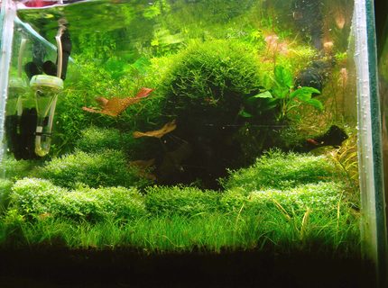 20 gallons planted tank (mostly live plants and fish) - 1ft (L) 1.5 ft(W) 1.5ft (H)
Substrate : ADA
Light : 2 Pl (28W) 2 CFL (32W)
Pressurized Co2.
Dozing : Macro : (DIY) 2wice in a week 20 ml. Micro : seachem flourish 2wice in month (1 ml)
Filter : External canister. 20 gallons planted tank (mostly live plants and fish) - 1ft (L) 1.5 ft(W) 1.5ft (H)
Substrate : ADA
Light : 2 Pl (28W) 2 CFL (32W)
Pressurized Co2.
Dozing : Macro : (DIY) 2wice in a week 20 ml. Micro : seachem flourish 2wice in month (1 ml)
Filter : External canister.