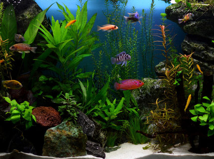 70 gallons planted tank (mostly live plants and fish) - Planted african cichlids tank
Concept: healthy plants with the most colorful fish with character to rival marine aquariums 70 gallons planted tank (mostly live plants and fish) - Planted african cichlids tank
Concept: healthy plants with the most colorful fish with character to rival marine aquariums