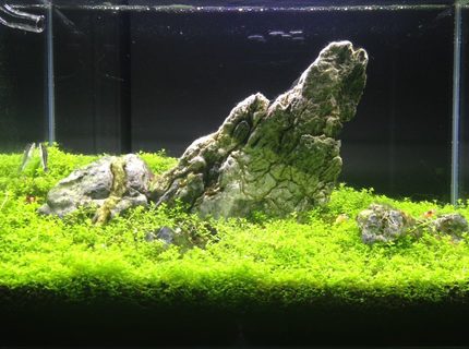 Rated #6: 6 Gallons Planted Tank - Iwagumi style tank! With 15 crystal red shrimps and 3 otocinclus fish Rated #6: 6 Gallons Planted Tank - Iwagumi style tank! With 15 crystal red shrimps and 3 otocinclus fish