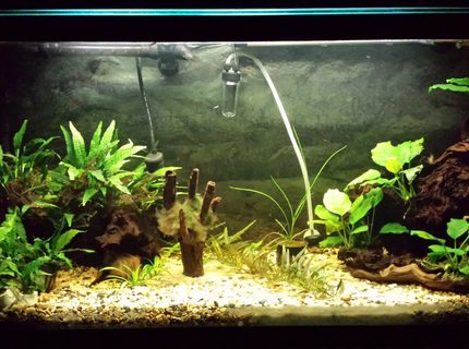 35 gallons planted tank (mostly live plants and fish) - Updated tank picture. 35 gallons planted tank (mostly live plants and fish) - Updated tank picture.
