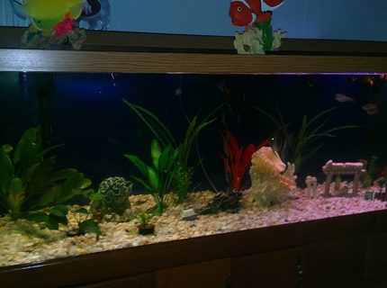 135 gallons planted tank (mostly live plants and fish) - Finally got right spectrum bulb for live plants. Added a sea shell decoration. 135 gallons planted tank (mostly live plants and fish) - Finally got right spectrum bulb for live plants. Added a sea shell decoration.