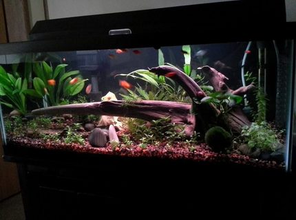 20 gallons planted tank (mostly live plants and fish) - A work in progress! 20 gallons planted tank (mostly live plants and fish) - A work in progress!