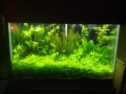 70 gallons planted tank (mostly live plants and fish) - 70 gal 70 gallons planted tank (mostly live plants and fish) - 70 gal