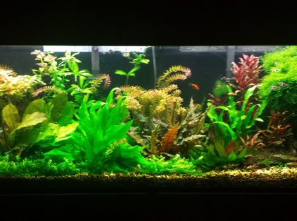 Rated #7: 55 Gallons Planted Tank - Updated pic of 55 gallon Rated #7: 55 Gallons Planted Tank - Updated pic of 55 gallon