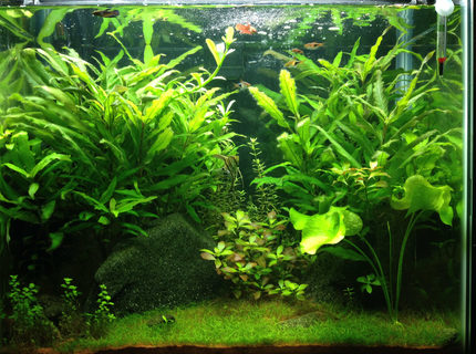 25 gallons planted tank (mostly live plants and fish) - This was my first set up in my 25 gallon from the beginning of 2014. I experimented with a type of red sand that can be found locally. Everything grew exceptionally well, however the sand was so nutrient rich that running a UV sterilizer with it was necessary. 25 gallons planted tank (mostly live plants and fish) - This was my first set up in my 25 gallon from the beginning of 2014. I experimented with a type of red sand that can be found locally. Everything grew exceptionally well, however the sand was so nutrient rich that running a UV sterilizer with it was necessary.