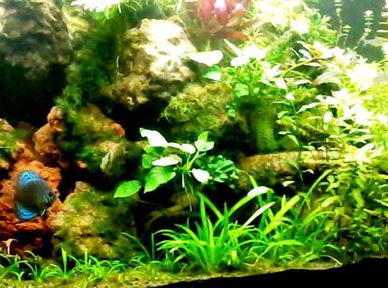 90 gallons planted tank (mostly live plants and fish) - Slice of the 90 gallon Dutch method. 90 gallons planted tank (mostly live plants and fish) - Slice of the 90 gallon Dutch method.