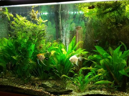 110 gallons planted tank (mostly live plants and fish) - Needs a cleaning 110 gallons planted tank (mostly live plants and fish) - Needs a cleaning