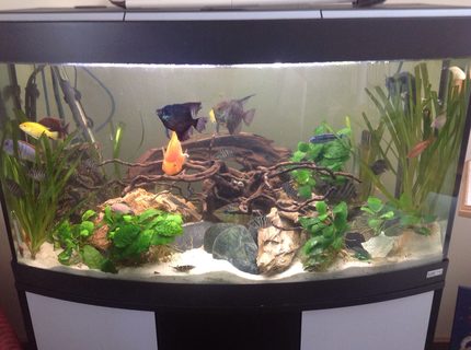 44 gallons planted tank (mostly live plants and fish) - 44 gallons 44 gallons planted tank (mostly live plants and fish) - 44 gallons