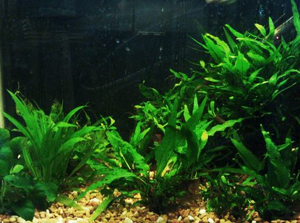 20 gallons planted tank (mostly live plants and fish) - Java tank 20 gallons planted tank (mostly live plants and fish) - Java tank