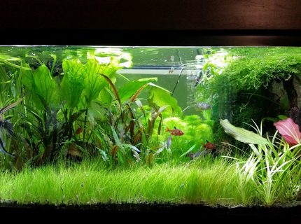 45 gallons planted tank (mostly live plants and fish) - My Planted Tank 45 gallons planted tank (mostly live plants and fish) - My Planted Tank