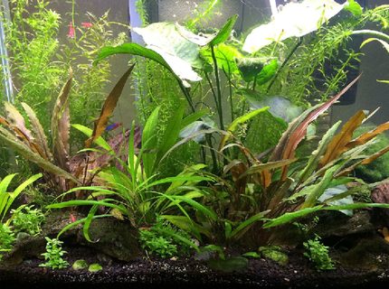 20 gallons planted tank (mostly live plants and fish) - Here's my 20 gal. If I was braver, I'd go bigger! 20 gallons planted tank (mostly live plants and fish) - Here's my 20 gal. If I was braver, I'd go bigger!