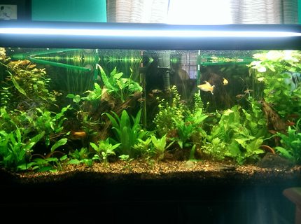 Rated #3: 75 Gallons Planted Tank - My 75 gallon at 6months Rated #3: 75 Gallons Planted Tank - My 75 gallon at 6months
