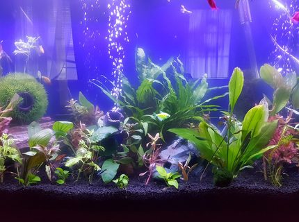 45 gallons planted tank (mostly live plants and fish) - Just a quick pic 45 gallons planted tank (mostly live plants and fish) - Just a quick pic