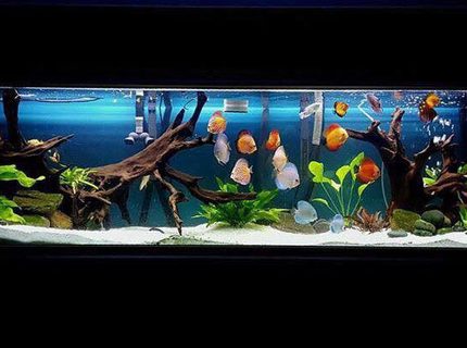 Rated #7: 125 Gallons Planted Tank - My 220 gallon tank with a variety of different strains of discus as well as a juvenile motoro stingray. Rated #7: 125 Gallons Planted Tank - My 220 gallon tank with a variety of different strains of discus as well as a juvenile motoro stingray.