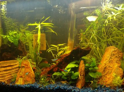 13 gallons planted tank (mostly live plants and fish) - 13G long Aquarium with Neon Tetras, Ember Tetras, Ghost and Red Cherry Shrimps, Otocinclus, HalfMoon Rosetail Betta, Pygmy Cories, Assassin Snails and Pond Snails 13 gallons planted tank (mostly live plants and fish) - 13G long Aquarium with Neon Tetras, Ember Tetras, Ghost and Red Cherry Shrimps, Otocinclus, HalfMoon Rosetail Betta, Pygmy Cories, Assassin Snails and Pond Snails