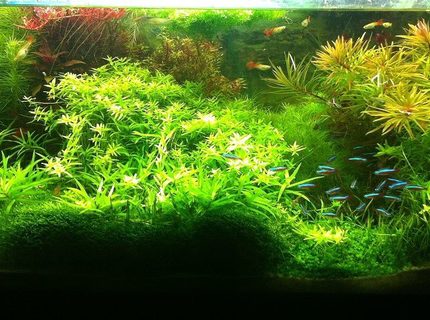 Rated #3: Planted Tank - - Rated #3: Planted Tank - -
