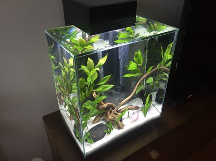 12 gallons planted tank (mostly live plants and fish) - Fluval Edge 12 galon. Prishtina- Kosovo 12 gallons planted tank (mostly live plants and fish) - Fluval Edge 12 galon. Prishtina- Kosovo