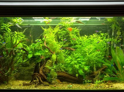 Rated #5: 11 Gallons Planted Tank - All plants live Co2 used Rated #5: 11 Gallons Planted Tank - All plants live Co2 used