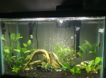 20 gallons planted tank (mostly live plants and fish) - 20 gallon planted with loaches, barbs, catfish, and a blue ram 20 gallons planted tank (mostly live plants and fish) - 20 gallon planted with loaches, barbs, catfish, and a blue ram