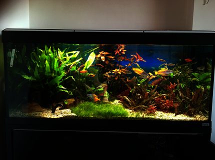 Rated #6: 55 Gallons Planted Tank - Planted tank Rated #6: 55 Gallons Planted Tank - Planted tank