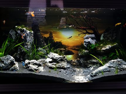 20 gallons planted tank (mostly live plants and fish) - Planted guppy tank 20 gallons planted tank (mostly live plants and fish) - Planted guppy tank