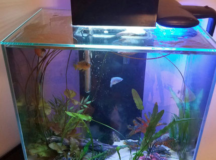 12 gallons planted tank (mostly live plants and fish) - Got this tank at the flea market for $10. I planted a bulb kit with onion, lily, and aponogoten. I did some trial and error with fish. and now i can't stop learning about tanks, fish and plants. 12 gallons planted tank (mostly live plants and fish) - Got this tank at the flea market for $10. I planted a bulb kit with onion, lily, and aponogoten. I did some trial and error with fish. and now i can't stop learning about tanks, fish and plants.