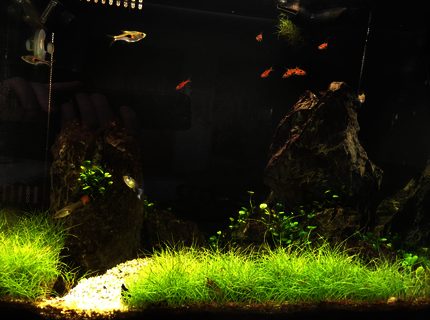 34 gallons planted tank (mostly live plants and fish) - Fluval Flex 34L nano tank. Curved from means I cannot get a picture without a reflection in it. 34 gallons planted tank (mostly live plants and fish) - Fluval Flex 34L nano tank. Curved from means I cannot get a picture without a reflection in it.