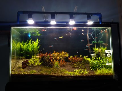 35 gallons planted tank (mostly live plants and fish) - Dutch Style hybrid 35 gallons planted tank (mostly live plants and fish) - Dutch Style hybrid