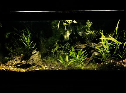 20 gallons planted tank (mostly live plants and fish) - Different lighting 20 gallons planted tank (mostly live plants and fish) - Different lighting