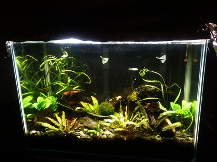 20 gallons planted tank (mostly live plants and fish) - 20 gallon low tech with ecocomplete substrate, 3 bolivian rams and one German blue; 7 Danis, One pleco 20 gallons planted tank (mostly live plants and fish) - 20 gallon low tech with ecocomplete substrate, 3 bolivian rams and one German blue; 7 Danis, One pleco