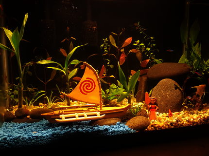 20 gallons planted tank (mostly live plants and fish) - Disney's Moana themed Aquarium. 20 gallons planted tank (mostly live plants and fish) - Disney's Moana themed Aquarium.