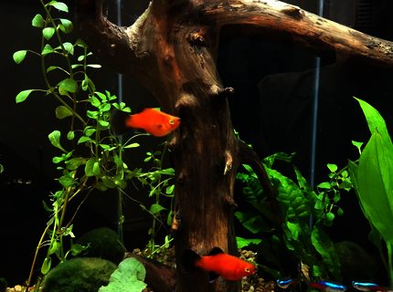 20 gallons planted tank (mostly live plants and fish) - 20 gallon hex tall tank, freshwater, with fish and live plants, drift wood center piece 20 gallons planted tank (mostly live plants and fish) - 20 gallon hex tall tank, freshwater, with fish and live plants, drift wood center piece