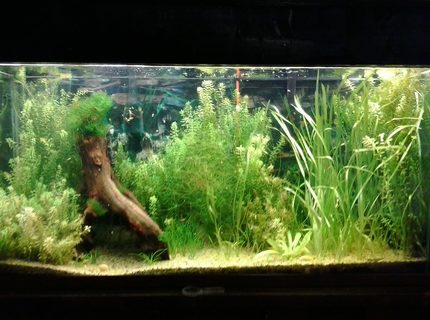 135 gallons planted tank (mostly live plants and fish) - My first planted tank. my first shrimp tank, and the first time my albino cories had babies that survived. 135 gallons planted tank (mostly live plants and fish) - My first planted tank. my first shrimp tank, and the first time my albino cories had babies that survived.