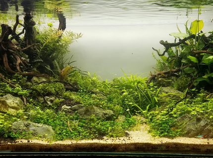 Rated #3: 53 Gallons Planted Tank - 53gal Rated #3: 53 Gallons Planted Tank - 53gal