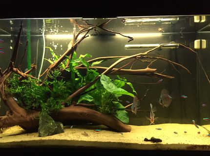 63 gallons planted tank (mostly live plants and fish) - Planted aquarium 63 gallons planted tank (mostly live plants and fish) - Planted aquarium