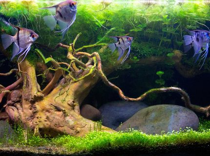 90 gallons planted tank (mostly live plants and fish) - planted 200ltr 90 gallons planted tank (mostly live plants and fish) - planted 200ltr