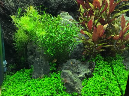 Rated #9: 8 Gallons Planted Tank - Fluval 7.9G shrimp tank Rated #9: 8 Gallons Planted Tank - Fluval 7.9G shrimp tank